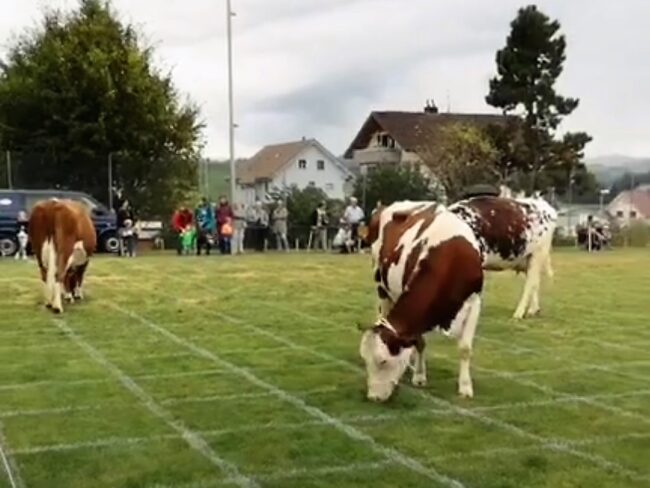 Ortsmusik: Kühe auf dem Schulhausrasen in Rüediswil