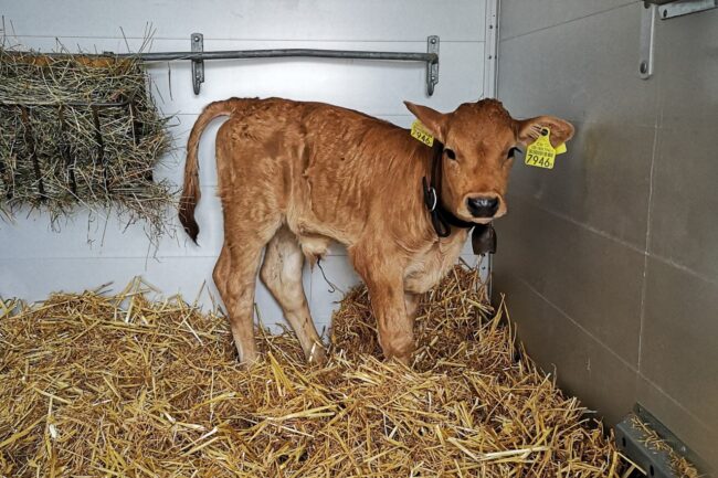 Dieses Jahr gab es ein Stierenkalb mit dem Namen Bingo als Hauptpreis des Kuhfladenbingo an der Kilbi Rüediswil.