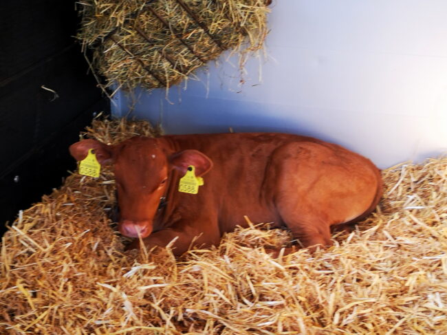 Das Kuhkalb Bing an der Chilbi Rüediswil wartet geduldig bis es verlost wurde.